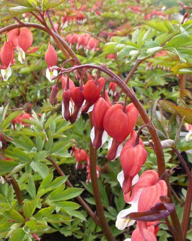 Marienherz Valentine Lamprocapnos spectabilis Valentine - Dicentra spectabilis hordival valentine - Gartenpflanzen