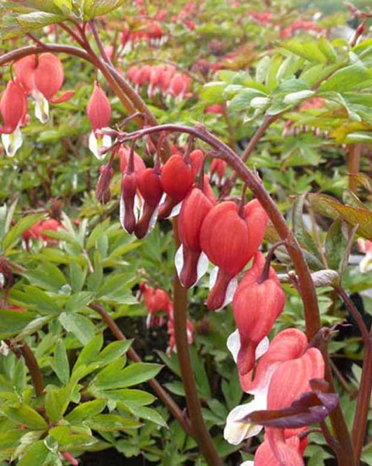 Marienherz Valentine Lamprocapnos spectabilis Valentine - Dicentra spectabilis hordival valentine - Gartenpflanzen