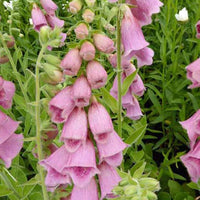 Digitalis Mertonensis - Digitalis mertonensis - Gartenpflanzen