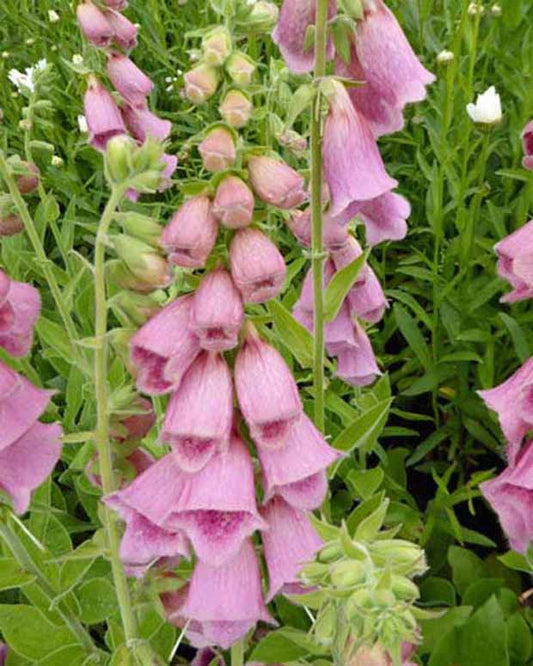 Digitalis Mertonensis - Digitalis mertonensis - Gartenpflanzen