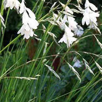 Angelrute der Engel Album - Dierama pulcherrimum album - Gartenpflanzen