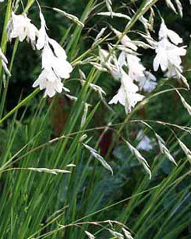 Angelrute der Engel Album - Dierama pulcherrimum album - Gartenpflanzen