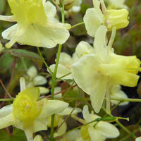 Blume der Elfen - Epimedium pinnatum subsp. colchicum - Gartenpflanzen