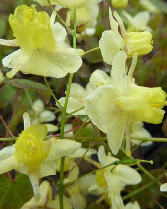 Blume der Elfen - Epimedium pinnatum subsp. colchicum - Gartenpflanzen