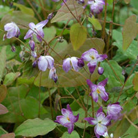 Blume der Elfen Merlin - Epimedium youngianum merlin - Gartenpflanzen