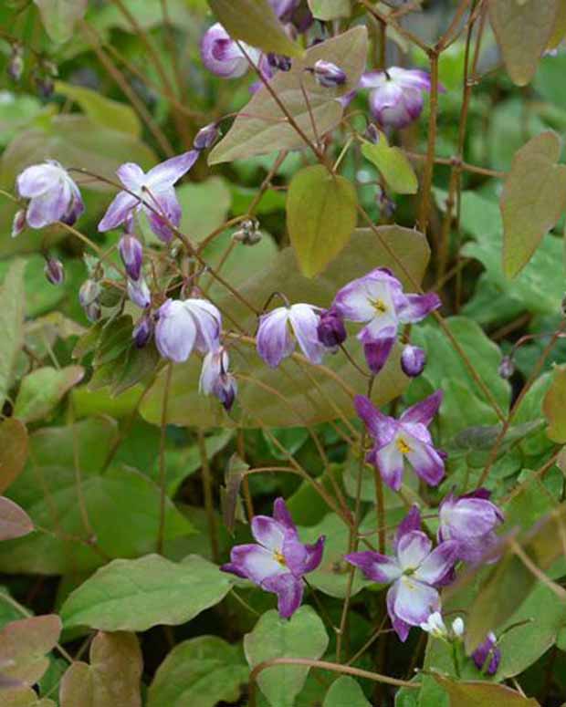 Blume der Elfen Merlin - Epimedium youngianum merlin - Gartenpflanzen