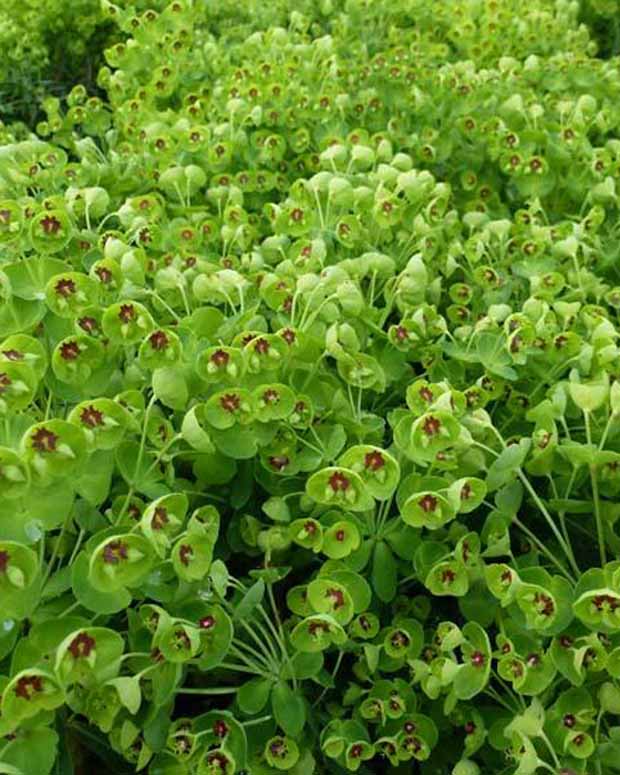 Wald-Wolfsmilch Kolibri Schein-Wolfsmilch Kolibri - Euphorbia amygdaloides kolibri - Stauden