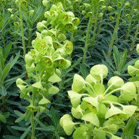 Wolfsmilch der Garrigues - Euphorbia characias - Gartenpflanzen