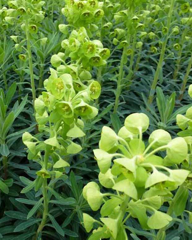 Wolfsmilch der Garrigues - Euphorbia characias - Gartenpflanzen