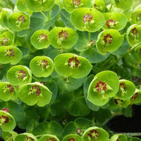 Martins Euphorbia Baby Charm - Euphorbia martinii baby charm - Gartenpflanzen