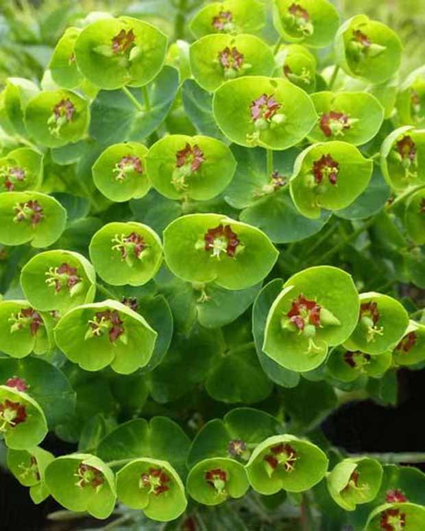 Martins Euphorbia Baby Charm - Euphorbia martinii baby charm - Gartenpflanzen