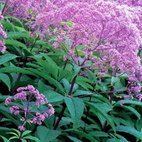 Gefleckter Wasserdost Gateway - Eupatorium maculatum gateway - Gartenpflanzen