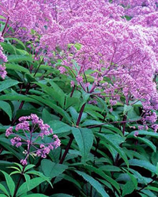 Gefleckter Wasserdost Gateway - Eupatorium maculatum gateway - Gartenpflanzen