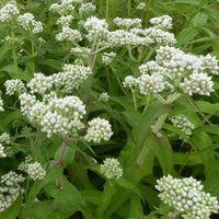 Perfoliierter Wasserdost - Eupatorium perfoliatum - Gartenpflanzen