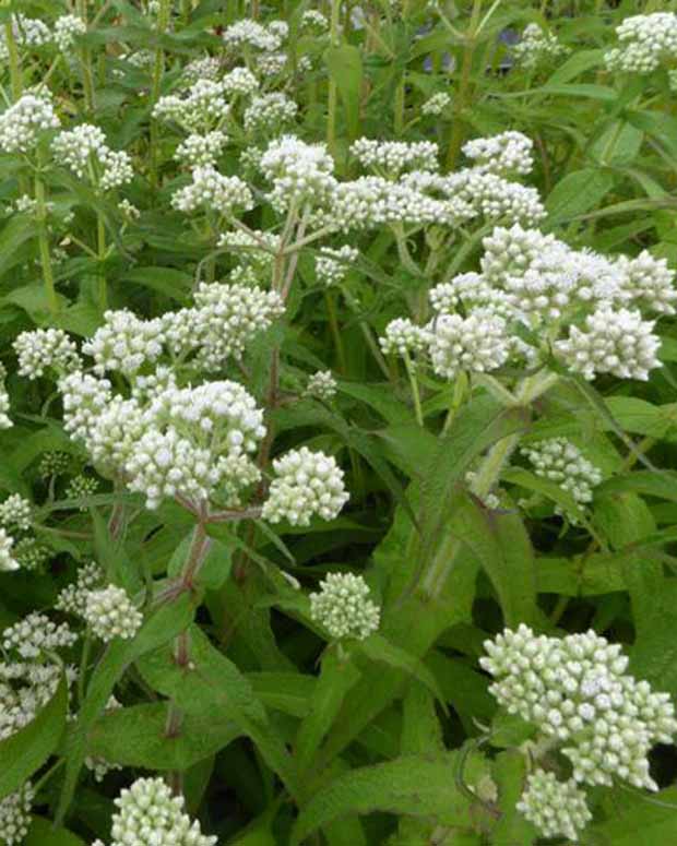 Perfoliierter Wasserdost - Eupatorium perfoliatum - Gartenpflanzen