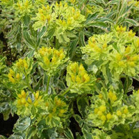 Mehrfarbige Euphorbia Variegata - Euphorbia polychroma variegata - Gartenpflanzen