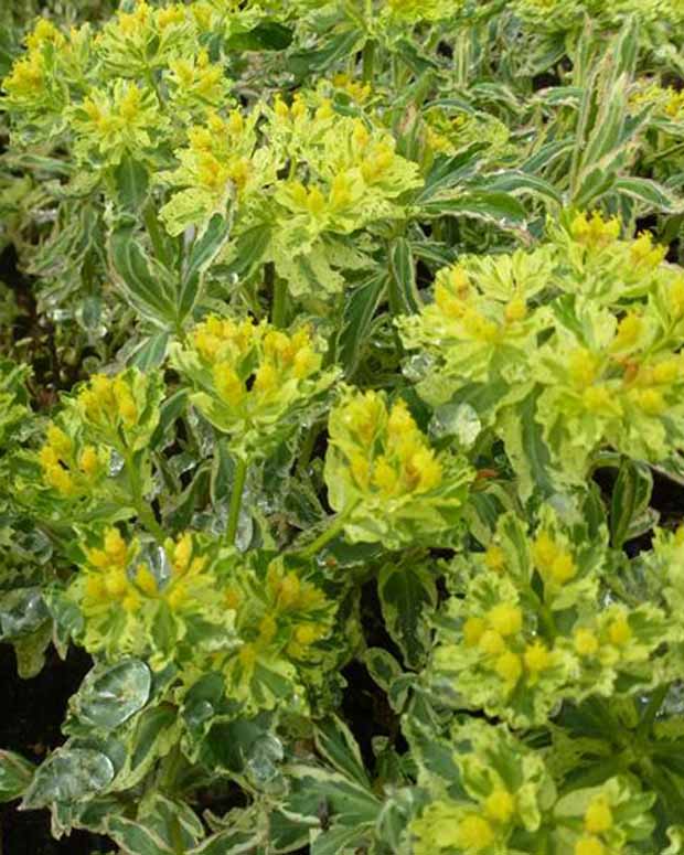 Mehrfarbige Euphorbia Variegata - Euphorbia polychroma variegata - Stauden