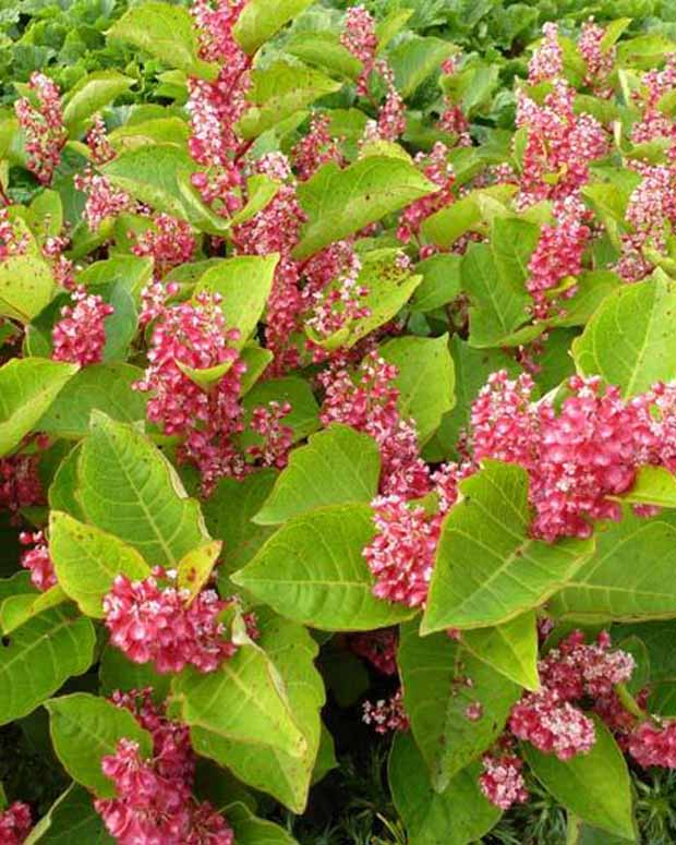 Japanischer Knöterich - Reynoutria compacta - Gartenpflanzen