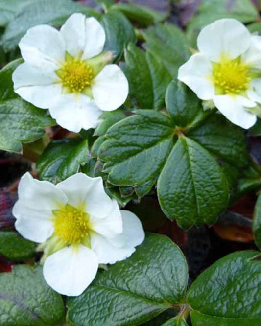 Chilenische Erdbeere - Fragaria chiloensis - Gartenpflanzen