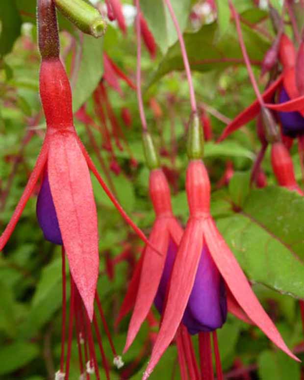 Winterharte Fuchsie mit Purpurblättern - Fuchsia magellanica var. gracilis - Terrasse balkon