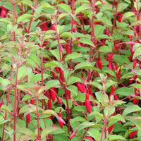 Winterharte Fuchsie mit Purpurblättern - Fuchsia magellanica var. gracilis - Fuchsien