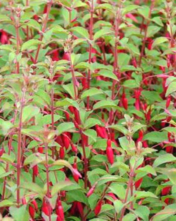 Winterharte Fuchsie mit Purpurblättern - Fuchsia magellanica var. gracilis - Fuchsien