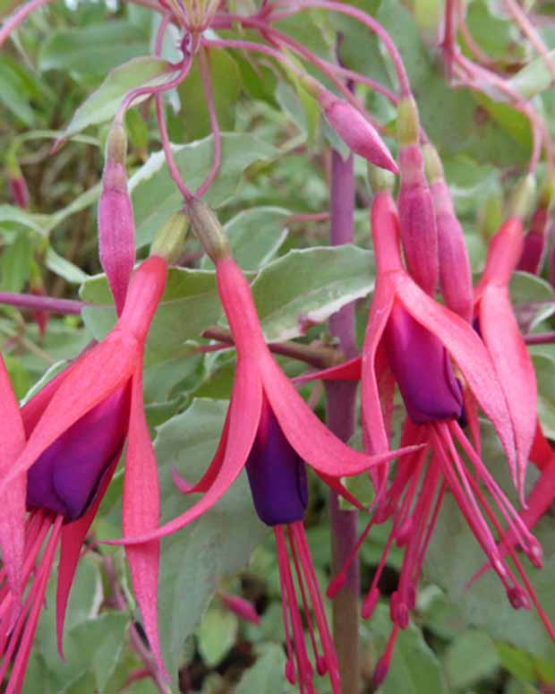 Magellansche Fuchsie Tricolor Panaschierte rustikale Fuchsie - Fuchsia magellanica tricolor - Beetpflanzen