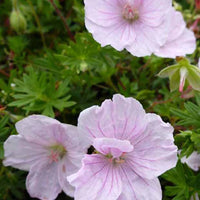 Blutgeranie Staudengeranie Apfelblüte - Geranium sanguineum apfelblüte - Gartenpflanzen