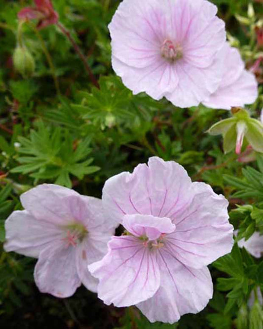 Blutgeranie Staudengeranie Apfelblüte - Geranium sanguineum apfelblüte - Gartenpflanzen