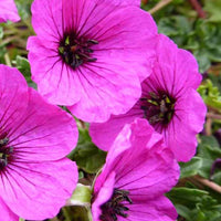 Mehrjährige aschblättrige Geranie Giuseppii - Geranium cinereum giuseppii - Gartenpflanzen