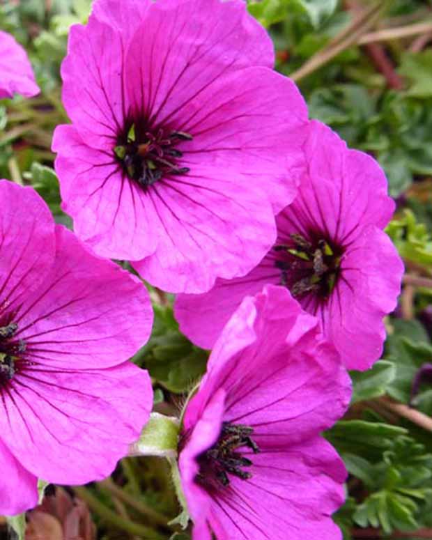 Mehrjährige aschblättrige Geranie Giuseppii - Geranium cinereum giuseppii - Gartenpflanzen