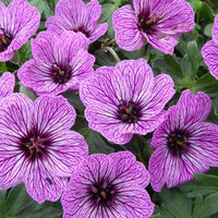 Aschblättrige Staudengeranie Laurence Flatman - Geranium cinereum laurence flatman - Gartenpflanzen