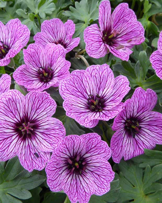 Aschblättrige Staudengeranie Laurence Flatman - Geranium cinereum laurence flatman - Gartenpflanzen