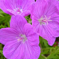 Blutgeranie Cedric Morris - Geranium sanguineum cedric morris - Gartenpflanzen