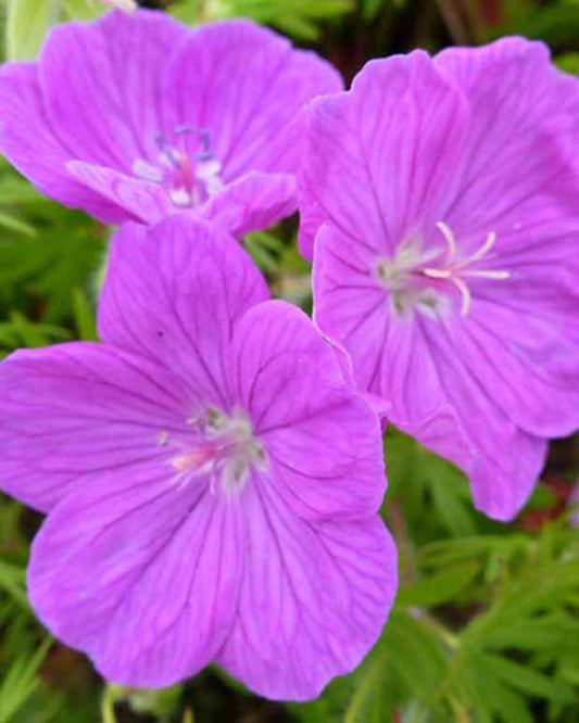 Blutgeranie Cedric Morris - Geranium sanguineum cedric morris - Gartenpflanzen