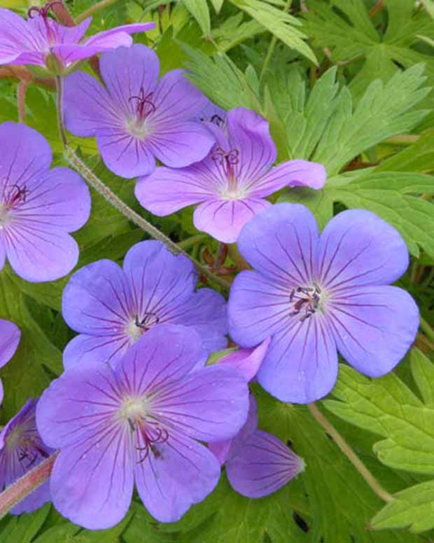 Geranie Blue Sunrise - Geranium blogold blue sunrise - Gartenpflanzen