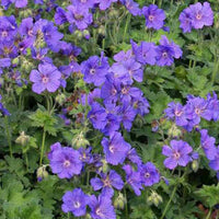 Prachtvolle Geranie Anemoneflorum Staudengeranie mit Anemonenblüten - Geranium x magnificum anemoneflorum - Gartenpflanzen