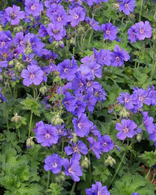 Prachtvolle Geranie Anemoneflorum Staudengeranie mit Anemonenblüten - Geranium x magnificum anemoneflorum - Gartenpflanzen