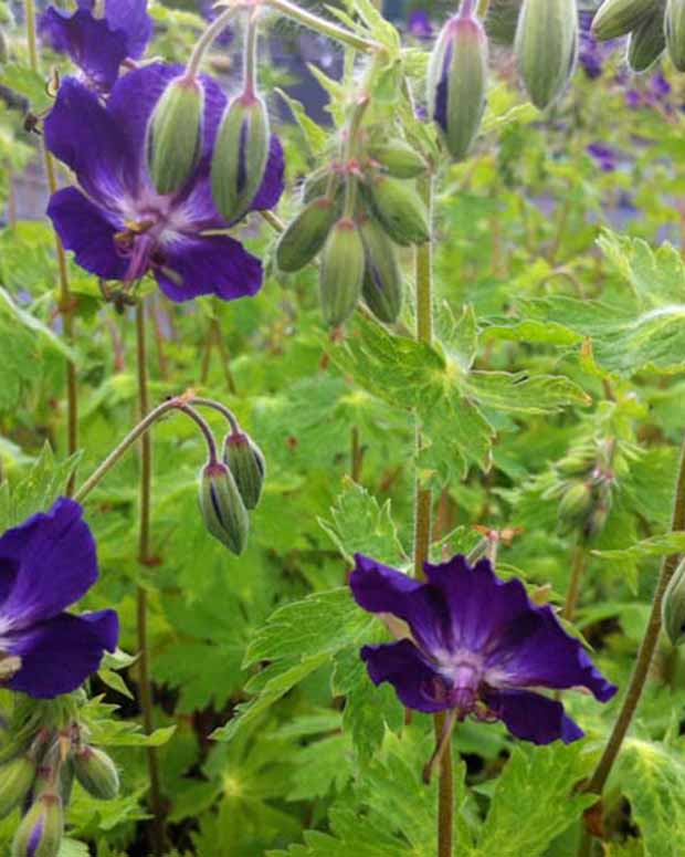 Braune Geranie Klepper mit violetten Blüten - Geranium phaeum klepper - Gartenpflanzen