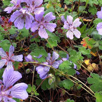 Pfannkuchenblättrige Geranie Tcschelda - Geranium renardii tcschelda - Gartenpflanzen