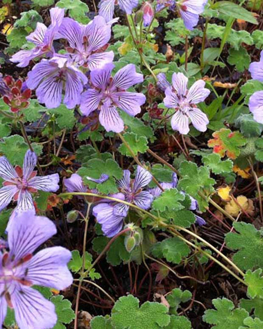 Pfannkuchenblättrige Geranie Tcschelda - Geranium renardii tcschelda - Gartenpflanzen