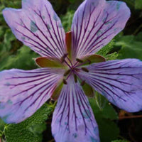 Kreppblättrige Geranie Zetterlund - Geranium renardii zetterlund - Gartenpflanzen