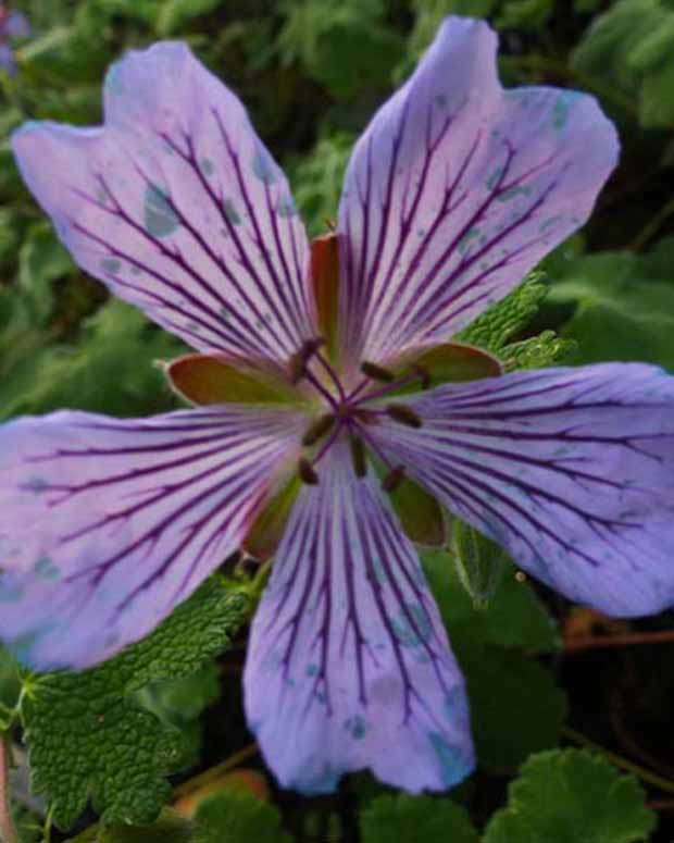 Kreppblättrige Geranie Zetterlund - Geranium renardii zetterlund - Gartenpflanzen