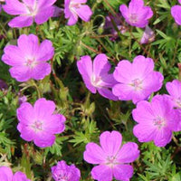 Blutgeranie - Geranium sanguineum aviemore - Gartenpflanzen