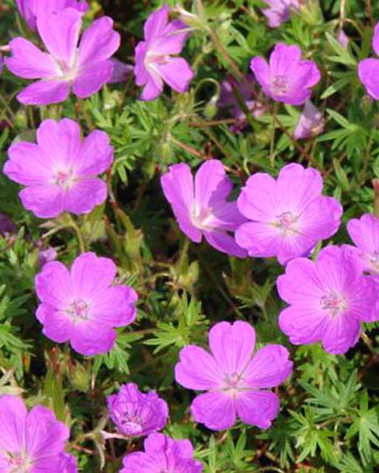 Blutgeranie - Geranium sanguineum aviemore - Gartenpflanzen