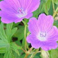 Blutgeranie Elsbeth - Geranium sanguineum elsbeth - Gartenpflanzen