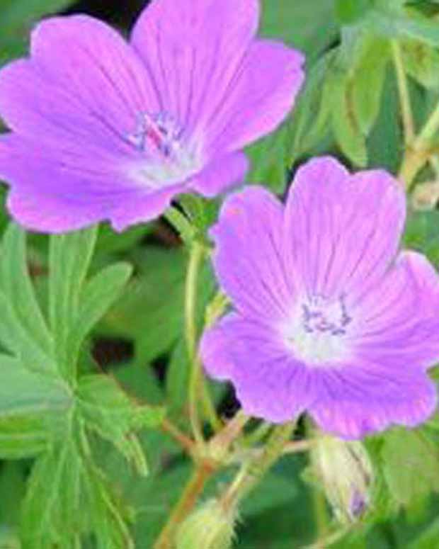 Blutgeranie Elsbeth - Geranium sanguineum elsbeth - Gartenpflanzen