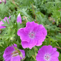 Blutgeranie Elsbeth - Geranium sanguineum elsbeth - Pflanzenarten