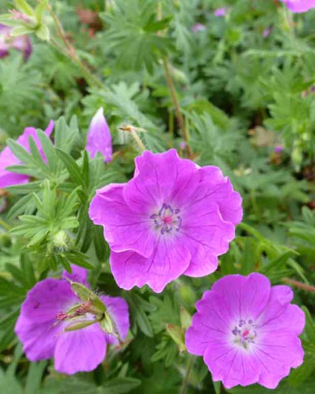 Blutgeranie Elsbeth - Geranium sanguineum elsbeth - Pflanzenarten