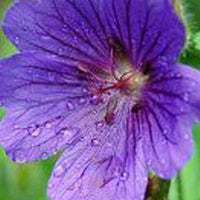 Blutgeranie Shooting Star - Geranium sanguineum shooting star - Gartenpflanzen